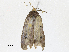  ( - CBG-A17544-B06)  @11 [ ] CreativeCommons - Attribution Share-Alike (2023) CBG Photography Group Centre for Biodiversity Genomics