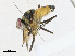  (Itaplectops Malaise 2697 - CBG-A17547-B01)  @11 [ ] CreativeCommons - Attribution Share-Alike (2023) CBG Photography Group Centre for Biodiversity Genomics
