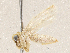  ( - CBG-A04583-G09)  @11 [ ] CreativeCommons - Attribution (2023) CBG Photography Group Centre for Biodiversity Genomics