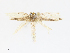  ( - CBG-A13229-A06)  @11 [ ] CreativeCommons - Attribution Share - Alike (2023) CBG Photography Group Centre for Biodiversity Genomics