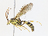  ( - CBG-A14974-A03)  @11 [ ] CreativeCommons - Attribution Share-Alike (2023) CBG Photography Group Centre for Biodiversity Genomics