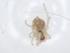 (Theridion albulum - CBG-A17852-F08)  @11 [ ] CreativeCommons - Attribution Share - Alike (2023) Centre for Biodiversity Genomics Centre for Biodiversity Genomics