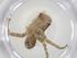  (Kiekie verbena - CBG-A17886-G06)  @11 [ ] CreativeCommons - Attribution Share - Alike (2023) Centre for Biodiversity Genomics Centre for Biodiversity Genomics