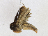  ( - CBG-A18345-F04)  @11 [ ] CreativeCommons - Attribution Share-Alike (2023) CBG Photography Group Centre for Biodiversity Genomics