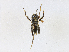  (Stenopelmatus sartorianus - CBG-A21610-A07)  @11 [ ] CreativeCommons - Attribution Share-Alike (2023) CBG Photography Group Centre for Biodiversity Genomics