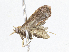  ( - CBG-A06219-C03)  @11 [ ] CreativeCommons - Attribution Share-Alike (2023) CBG Photography Group Centre for Biodiversity Genomics