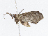  ( - CBG-A06219-D02)  @11 [ ] CreativeCommons - Attribution Share-Alike (2023) CBG Photography Group Centre for Biodiversity Genomics