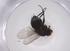  (Phytomyptera Malaise1679 - CBG-A06418-C04)  @11 [ ] CreativeCommons - Attribution (2023) Centre for Biodiversity Genomics Centre for Biodiversity Genomics