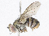  ( - CBG-A05433-F06)  @11 [ ] CreativeCommons - Attribution (2023) CBG Photography Group Centre for Biodiversity Genomics