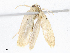  ( - CBG-A05434-A05)  @11 [ ] CreativeCommons - Attribution (2023) CBG Photography Group Centre for Biodiversity Genomics