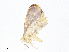  (Eois Malaise3956 - CBG-A05434-A09)  @11 [ ] CreativeCommons - Attribution (2023) CBG Photography Group Centre for Biodiversity Genomics