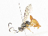  (Coelichneumon Malaise6101 - CBG-A06263-B06)  @11 [ ] CreativeCommons - Attribution Share-Alike (2023) CBG Photography Group Centre for Biodiversity Genomics