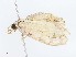  ( - CBG-A06263-C03)  @11 [ ] CreativeCommons - Attribution Share-Alike (2023) CBG Photography Group Centre for Biodiversity Genomics