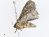  ( - CBG-A06263-D01)  @11 [ ] CreativeCommons - Attribution Share-Alike (2023) CBG Photography Group Centre for Biodiversity Genomics
