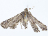  ( - CBG-A06263-D08)  @11 [ ] CreativeCommons - Attribution Share-Alike (2023) CBG Photography Group Centre for Biodiversity Genomics