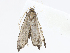  ( - CBG-A06263-F03)  @11 [ ] CreativeCommons - Attribution Share-Alike (2023) CBG Photography Group Centre for Biodiversity Genomics