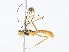  ( - CBG-A08728-D10)  @11 [ ] CreativeCommons - Attribution Share - Alike (2023) CBG Photography Group Centre for Biodiversity Genomics