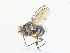  ( - CBG-A36830-G01)  @11 [ ] CreativeCommons - Attribution Share - Alike (2024) CBG Photography Group Centre for Biodiversity Genomics
