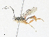  ( - CBG-A38412-D07)  @11 [ ] CreativeCommons - Attribution Share - Alike (2024) CBG Photography Group Centre for Biodiversity Genomics