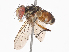  ( - CBG-A38415-D05)  @11 [ ] CreativeCommons - Attribution Share - Alike (2024) CBG Photography Group Centre for Biodiversity Genomics