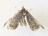  ( - CBG-A38466-B04)  @11 [ ] CreativeCommons - Attribution Share - Alike (2024) CBG Photography Group Centre for Biodiversity Genomics