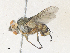  (Hyphantrophaga albopilosa - CBG-A38466-E05)  @11 [ ] CreativeCommons - Attribution Share - Alike (2024) CBG Photography Group Centre for Biodiversity Genomics
