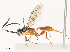  ( - CBG-A51871-G08)  @11 [ ] CreativeCommons - Attribution Share - Alike (2024) CBG Photography Group Centre for Biodiversity Genomics