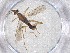  (Aleiodes Malaise8696 - CBG-A53347-G04)  @11 [ ] CreativeCommons - Attribution Share - Alike (2024) Centre for Biodiversity Genomics Centre for Biodiversity Genomics