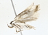  ( - BIOUG64426-H09)  @11 [ ] CreativeCommons - Attribution (2022) CBG Photography Group Centre for Biodiversity Genomics