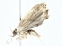  ( - BIOUG73629-G05)  @11 [ ] CreativeCommons - Attribution (2022) CBG Photography Group Centre for Biodiversity Genomics