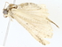  ( - BIOUG73629-G10)  @11 [ ] CreativeCommons - Attribution (2022) CBG Photography Group Centre for Biodiversity Genomics