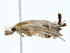  (Salia Malaise4432 - BIOUG76542-B07)  @11 [ ] CreativeCommons - Attribution (2022) CBG Photography Group Centre for Biodiversity Genomics