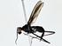  ( - BIOUG76542-H09)  @11 [ ] CreativeCommons - Attribution (2022) CBG Photography Group Centre for Biodiversity Genomics