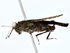  ( - BIOUG76543-A04)  @11 [ ] CreativeCommons - Attribution (2022) CBG Photography Group Centre for Biodiversity Genomics