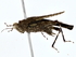  ( - BIOUG76543-A05)  @11 [ ] CreativeCommons - Attribution (2022) CBG Photography Group Centre for Biodiversity Genomics