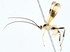  ( - BIOUG76543-C09)  @13 [ ] CreativeCommons - Attribution (2022) CBG Photography Group Centre for Biodiversity Genomics