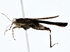  ( - BIOUG76543-F04)  @11 [ ] CreativeCommons - Attribution (2022) CBG Photography Group Centre for Biodiversity Genomics