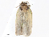  ( - CBG-A07090-G08)  @11 [ ] CreativeCommons - Attribution Share - Alike (2023) CBG Photography Group Centre for Biodiversity Genomics
