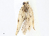  ( - CBG-A07091-E09)  @11 [ ] CreativeCommons - Attribution Share - Alike (2023) CBG Photography Group Centre for Biodiversity Genomics