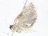  (Antaeotricha Malaise2984 - CBG-A07093-A08)  @11 [ ] CreativeCommons - Attribution Share - Alike (2023) CBG Photography Group Centre for Biodiversity Genomics