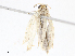  ( - CBG-A07093-B11)  @11 [ ] CreativeCommons - Attribution Share - Alike (2023) CBG Photography Group Centre for Biodiversity Genomics