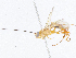  (Macrostomion - CBG-A07093-E04)  @11 [ ] CreativeCommons - Attribution Share - Alike (2023) CBG Photography Group Centre for Biodiversity Genomics