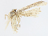  ( - CBG-A08729-D01)  @11 [ ] CreativeCommons - Attribution Share - Alike (2023) CBG Photography Group Centre for Biodiversity Genomics