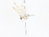  ( - CBG-A08731-B04)  @11 [ ] CreativeCommons - Attribution Share - Alike (2023) CBG Photography Group Centre for Biodiversity Genomics