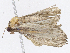  ( - CBG-A08731-E02)  @11 [ ] CreativeCommons - Attribution Share - Alike (2023) CBG Photography Group Centre for Biodiversity Genomics