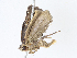  (Antaeotricha Janzen7568 - CBG-A08732-A10)  @11 [ ] CreativeCommons - Attribution Share - Alike (2023) CBG Photography Group Centre for Biodiversity Genomics