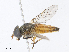  ( - CBG-A08732-D12)  @11 [ ] CreativeCommons - Attribution Share - Alike (2023) CBG Photography Group Centre for Biodiversity Genomics