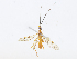  ( - CBG-A08732-F07)  @11 [ ] CreativeCommons - Attribution Share - Alike (2023) CBG Photography Group Centre for Biodiversity Genomics
