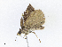  ( - CBG-A08733-B07)  @11 [ ] CreativeCommons - Attribution Share - Alike (2023) CBG Photography Group Centre for Biodiversity Genomics