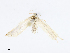  (Lascoria Malaise8401 - CBG-A08733-E04)  @11 [ ] CreativeCommons - Attribution Share - Alike (2023) CBG Photography Group Centre for Biodiversity Genomics